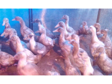 ����������� 001.jpg