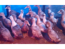 ����������� 004.jpg