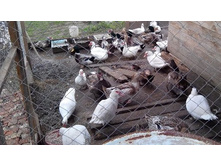 ����������� 015.jpg