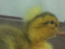 ����������� 019.jpg