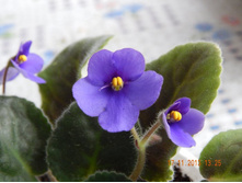 ���� ����������.JPG