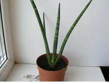 �������������� ���������(?)