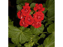 Bornholmpelargon ��������� ������������� ����������� ����������