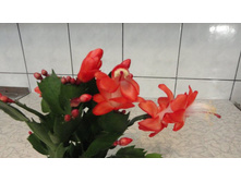 ����������� ��������� - ������ ��������......