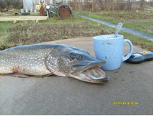 �������� 23.11.2013_4.JPG