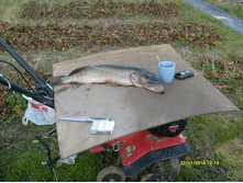 �������� 23.11.2013_6.JPG