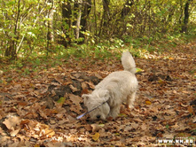 �� ������