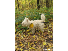 ���� �� �����