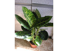 ����������� ���������- �� 550  ���.