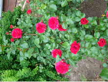 DSC07484.JPG