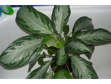 ��������� ������� ���