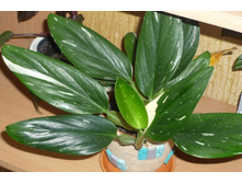 philodendron guttiferum Cobra