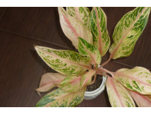 ��������� ����� ���������