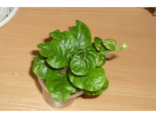 ������ ����� ���