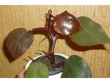 ����������� ��������