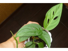 �������� �����