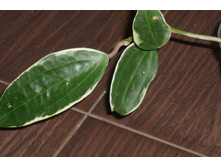 MACROPHYLLA WHITE MARGINS ����� ���� 