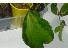 KERII VARIEGATA 1(�����- ������� �����)