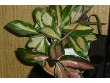 CARNOSA Tricolorc ���� ������� ����� �����