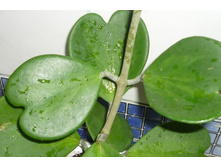 KERII VARIEGATA (1)�����- ������� �����