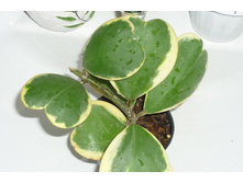 KERRII VARIEGATA (2) ����� ����