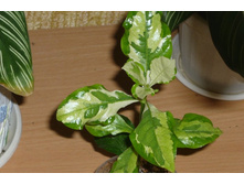 �������� �����������