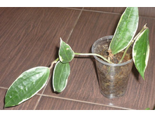 MACROPHYLLA WHITE MARGINS ����� ����