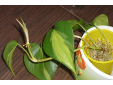 ��� �������� ������