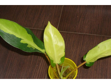 ��� ���� ��� ����