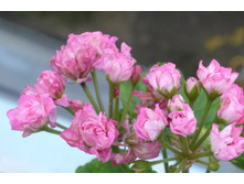 ���������� ���� �������