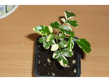 �������� ������������� �����������