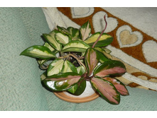 CARNOSA Tricolorc ���� ������� ����� �����