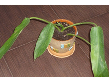 ��� ���� �����