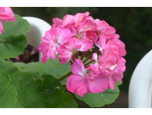 ���-��� �����