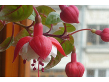 ������ ��������