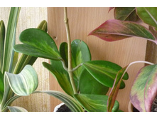 KERII VARIEGATA 1�����- �������  �����