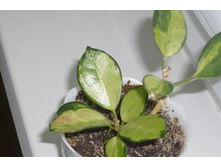 ��������� ����