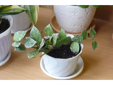 LACUNOSA " Eskimo" Variegata