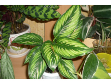 ����� ����