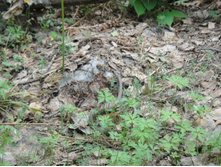 ����� ��������