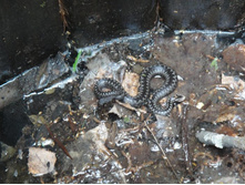 �, �������������, ��� ���?