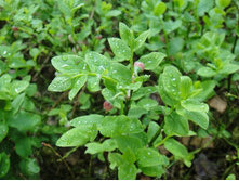 ������, ���������� ��� ���� ���� - ��� ������� � �����)