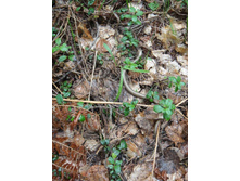 �������))