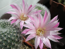 Rebutia narvaecensis 15.05.2010