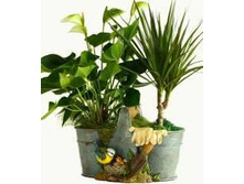 HA08123_����� ����� � ��������.JPG