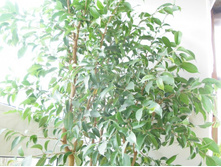 ���������� ������