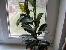 ������������� ������+/