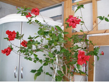 �������� ������� ��������