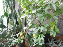 ���������� ���������������+)