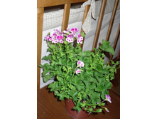  Angeleyes Viola, Pacviola 16.05.2010 